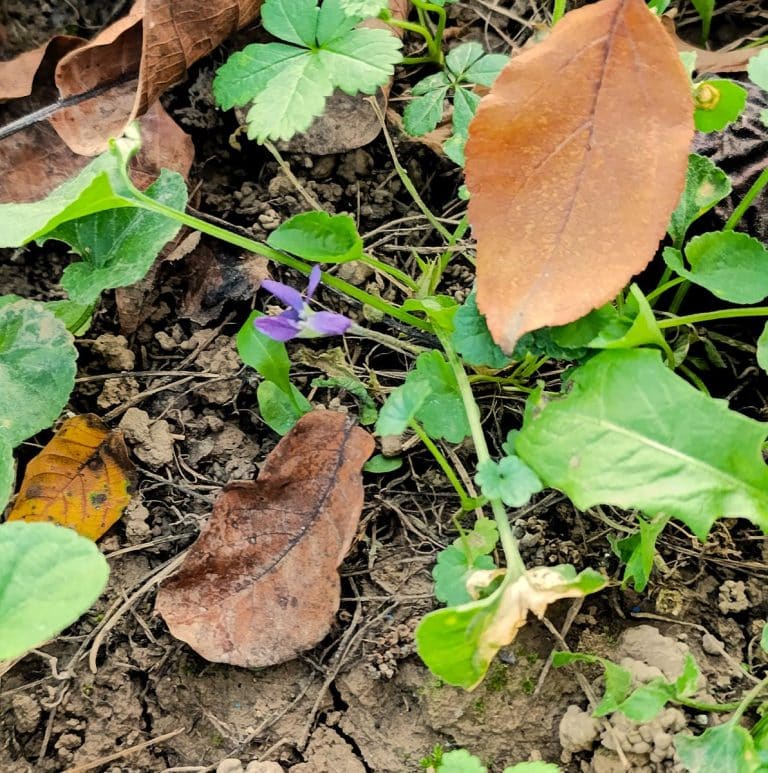 SrbijaSrbijaPRIRODA ILI KLIMATSKE PROMENE? U dvorištu jednog Lozničanina prizor kakav se ne viđa:  "Ovo se nikada ranije nije dešavalo" (FOTO)ReagujKomentarišiReagujKomentariši