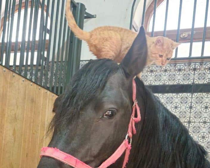 SRBIJOM KRUŽI SLIKA O NEOBIČNOM PRIJATELJSTVU! Pastuv Espanja iz ergele Kelebija zavoleo povređeno mače, pušta ga da mu se popne i na glavu! (foto)
