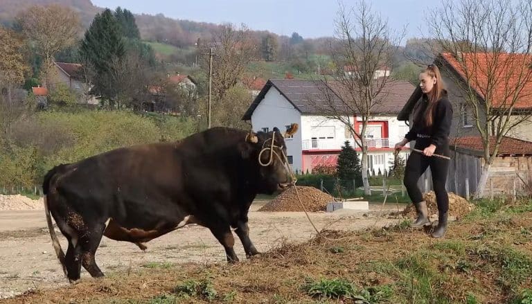 Moj biznisMoj biznisUSKE HELANKE, DOTERANE OBRVE, DUGA NEGOVANA KOSA: Martina izgleda kao model, a živi od štale i bikova, onolika zver a lepoticu sluša kao mače (video) ReagujKomentarišiReagujKomentariši
