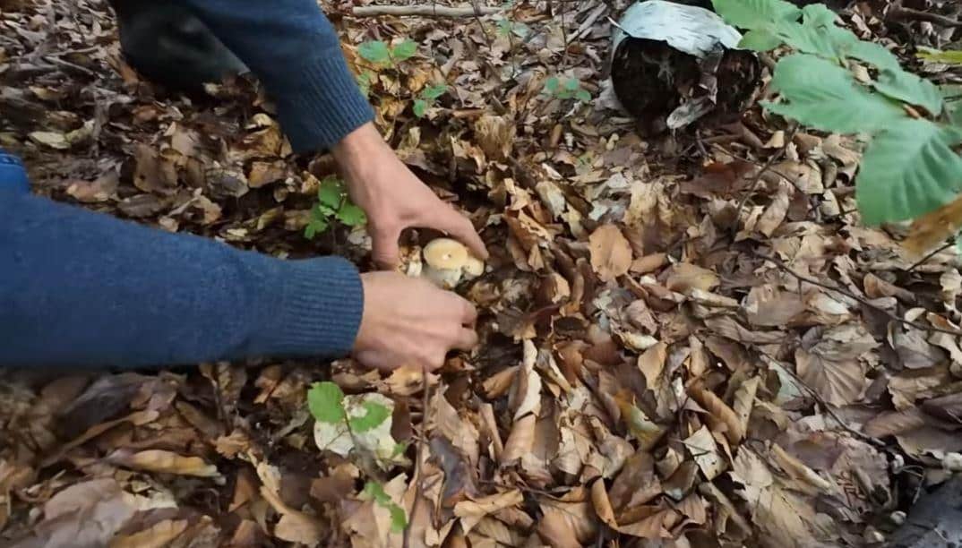 DruštvoDruštvoRasim pronašao pečurku u Srbiji koja je teža od bebe! Pogledajte kolika je: Ovako nešto nikad nije viđeno kod nas! ReagujKomentarišiReagujKomentariši