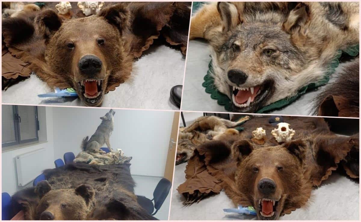 PRVO SU VIDELI LOBANJU, A TO JE BIO TEK POČETAK UŽASA KOJI SU OTKRILI! Carinici na granici BiH ovaj prizor neće lako zaboraviti (FOTO)