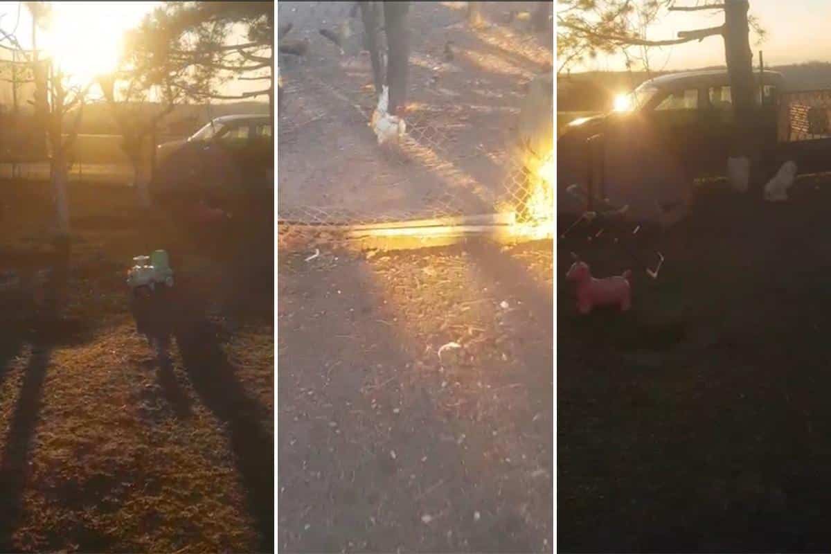 PSI LUTALICE POKLALI SVE ŽIVOTINJE U ZOOIGRAONICI U PROKUPLJU: Nema više ni laneta (VIDEO)