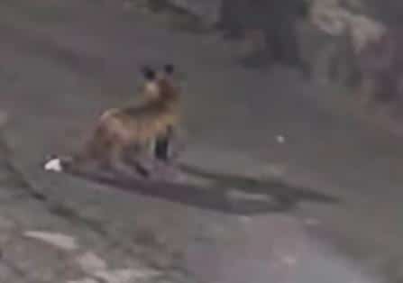 LISICA NOĆIMA PLAŠI SVE U PRIJEPOLJU: Zver se slobodno šeta centrom grada, stigla i do bolnice (VIDEO)