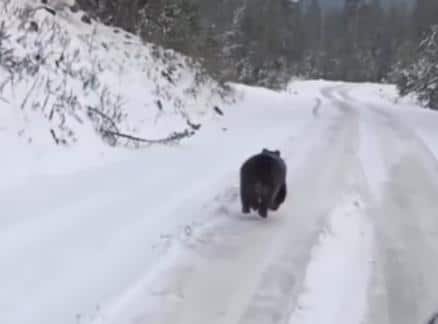 BLISKI SUSRET S MEDVEDOM NA ZELENGORI: “Šta biste vi uradili da ga slučajno sretnete?” Ljudi iznenađeni brzinom kojom zver trči (VIDEO)