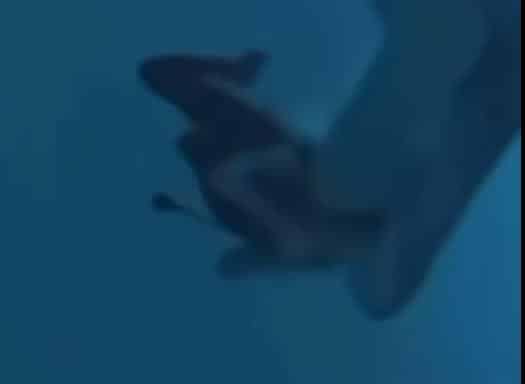HOROR! AJKULA ZGRABILA ŽENU ZA GLAVU: Predator se stvorio u sekundi, a onda krenuo u napad! (VIDEO)
