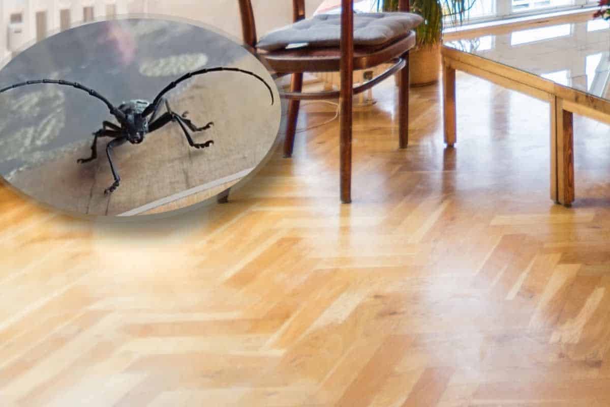 “Našao sam ovu veliku bubu danas u kući… i nisam ovo dosad viđao” Srbin ostao zatečen pa ga zanima šta je to! “Baš je grozna” (foto)