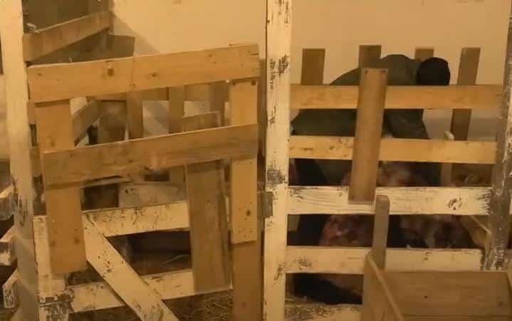 UČESNICI NA FARMI UŽIVAJU SA ŽIVOTINJAMA! Zatvorili se sa jarićima, pa nastao presladak snimak (VIDEO)