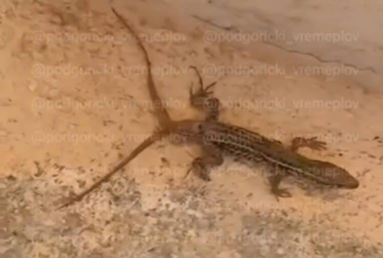 “GUŠTER IZ ČERNOBILJA, BOLJE ‘VATA SIGNAL NEGO RUTER SA 4 ANTENE” Dvorepi gmizavac se šunja Podgoricom! Nesvakidašnje scene na Starom aerodromu! (VIDEO, FOTO)