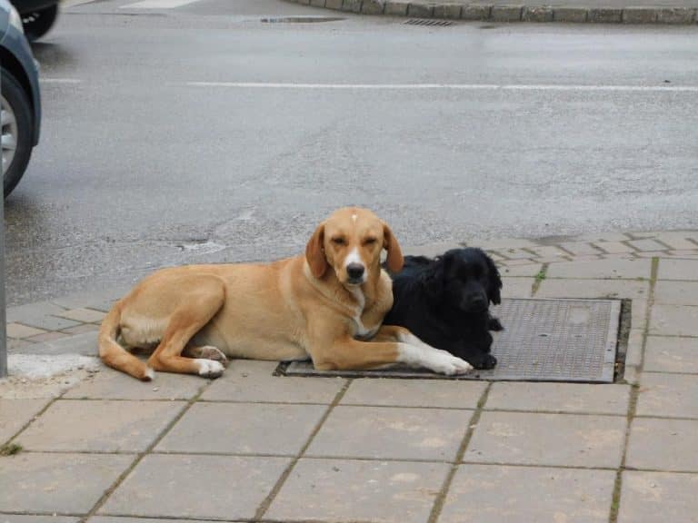 164 BOKSA I SVAKI JE PUN! Podgorička “Čistoća” dom za napuštene životinje traži i putem interneta – udomi, ne kupuj! (FOTO)