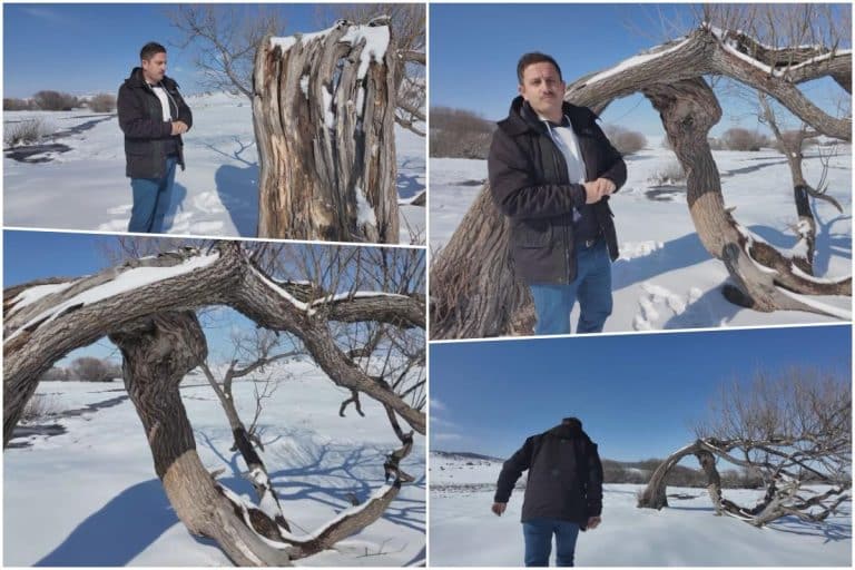 NEVEROVATNO, DOLAZE IZ SVIH KRAJEVA SRBIJE DA GRLE I LJUBE BAŠ OVO DRVO?! ZAŠTO? Triput je u njega udarao grom a na Pešteru se prepričavaju mnoge legende FOTO