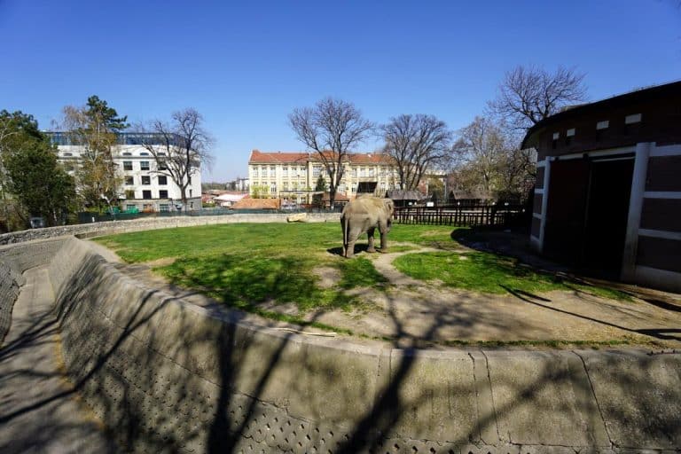 OGLASIO SE BEO ZOO VRT NAKON BEGA KENGURA Zatečeni čuvari i posetioci nisu mogli da veruju kako torbar skakuće! Evo šta su rekli o njegovom poduhvatu