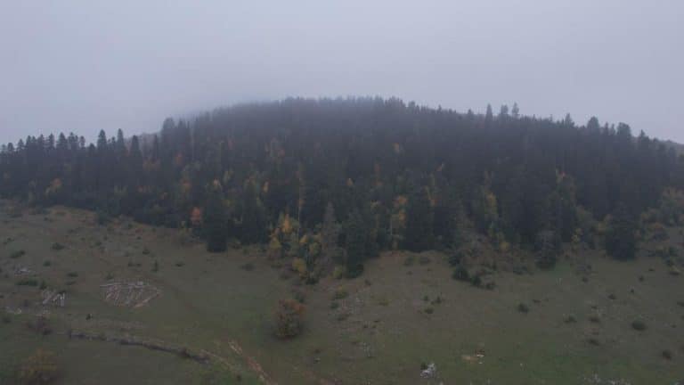 Ove opasne zveri sve bliže gradovima, Kragujevčani u strahu: Jedan napad već se dogodio, stručnjaci upozoravaju na širenje ka urbanim sredinama