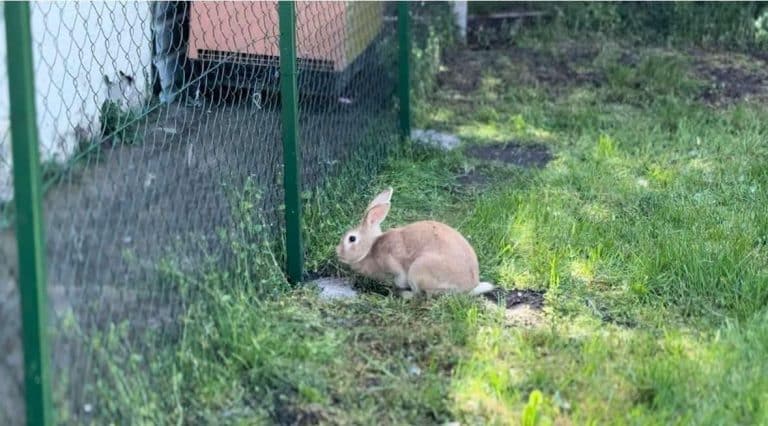 PRED VASKRS STIGLE ZEKE, A POSLE PRAZNIKA OČEKUJU IH I DRUGE ŽIVOTINJE: Mini zoološki vrt u školi u Sremskoj Mitrovici (foto)
