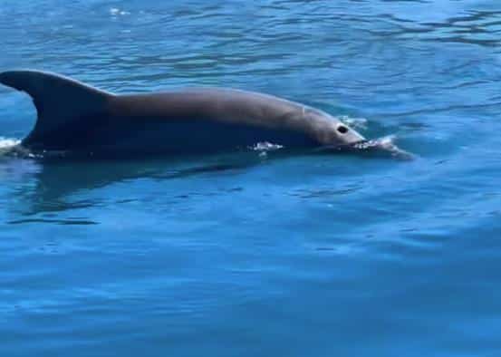 OVAJ SNIMAK ĆE VAM ULEPŠATI DAN! Delfin “pleše” u srcu Boke kotorske! Prelepi prizori iz Crne Gore u susret letu! (VIDEO)