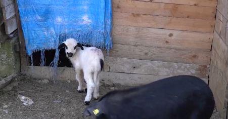 OD ONOLIKOG BOGATSTVA OSTADOŠE SAMO GICA I SREĆKO: Mališan preživeo pokolj pasa lutalica na imanju domaćina Milivoja, sad ga maze i hrane na flašicu (VIDEO)