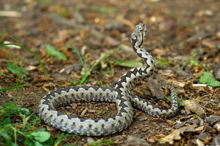 DVOJICU NIŠLIJA UJELE OTROVNICE I TO ZA ISTI DEO TELO Oglasili se stručnjaci, pozivaju na OPREZ:  “Zmije manje vode računa jer na njih UTIČU HORMONI!”