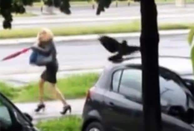 Oprez, vrane napadaju! Biolog objašanjava zašto nasrću na ljude, ko je u najvećoj opasnosti i kako se zaštititi